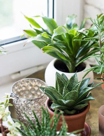 Vastu For Plants & Trees