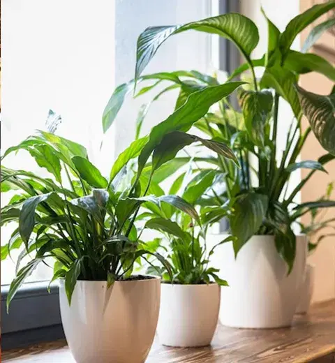 About Vastu For Plants & Trees